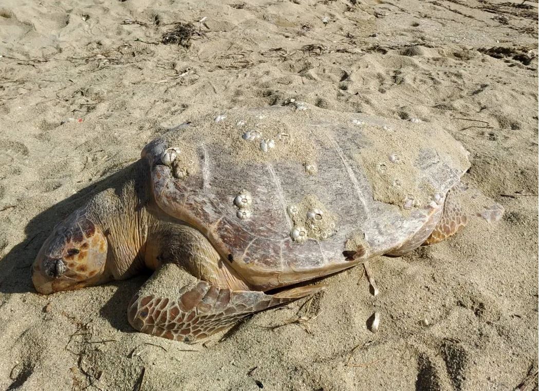 Πραγματοποιήθηκε νεκροψία στη θαλάσσια χελώνα που εκβράστηκε στις Αλυκές